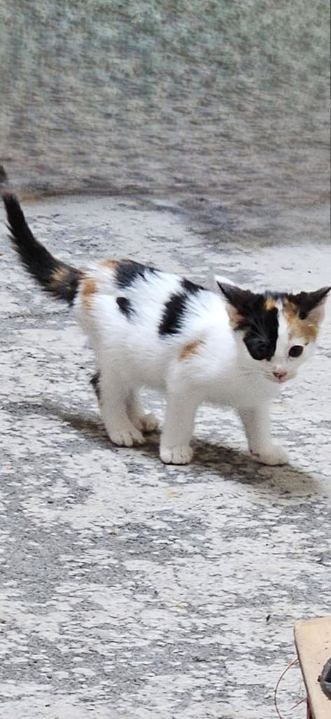 Kittens
