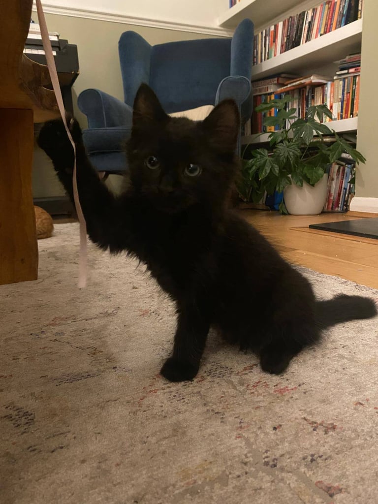 Black Kitten for sale