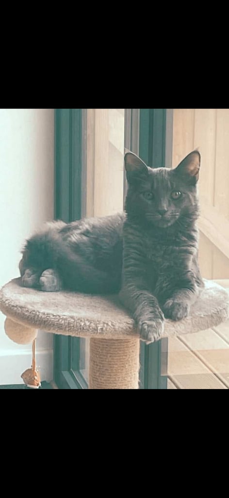 Beautiful British Shorthair x Siberian Kittens Ready Now