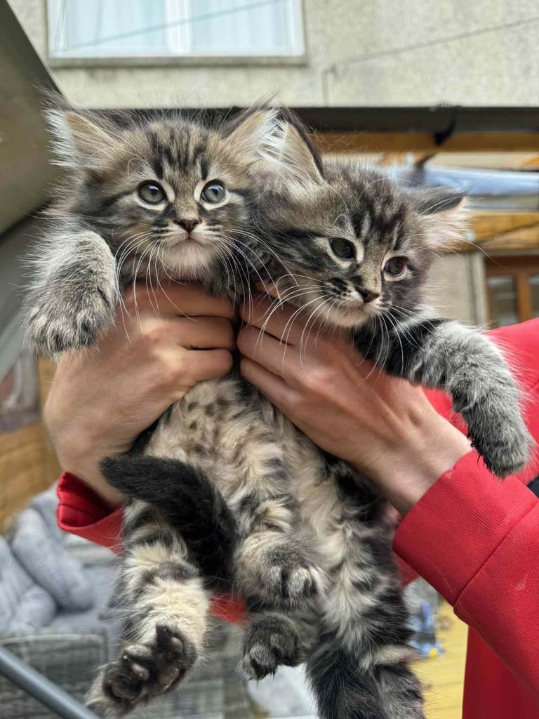 image for 1 Male and 1 Female Long-Haired Tabby Kittens