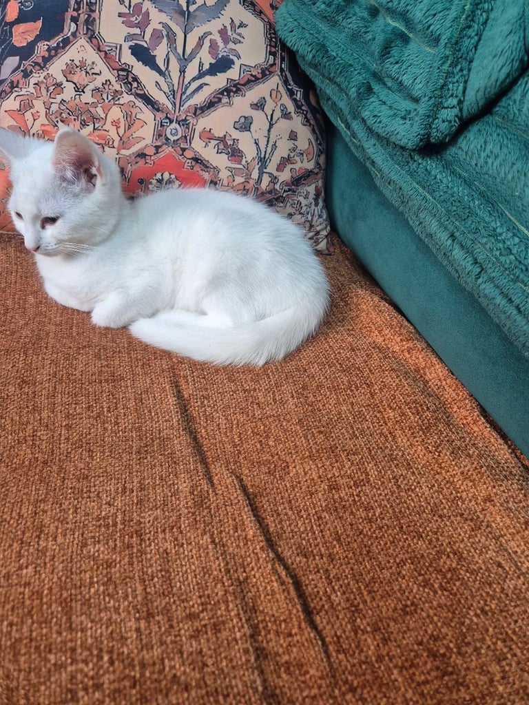 White kitten 3 months old 