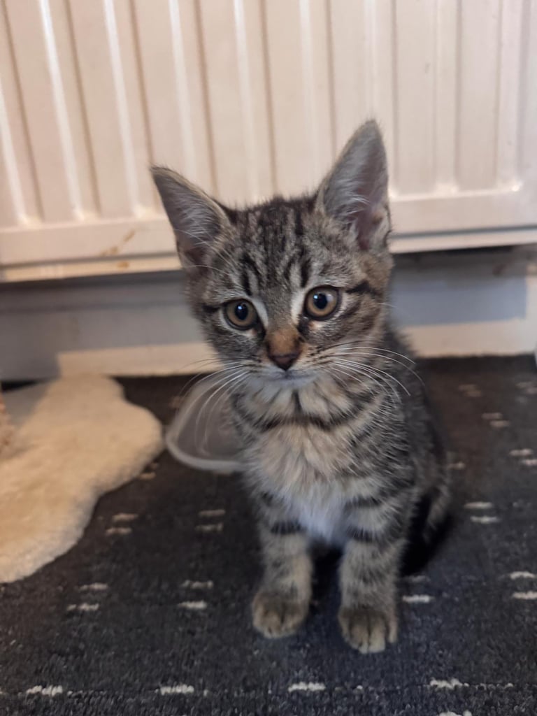 image for Kitten
