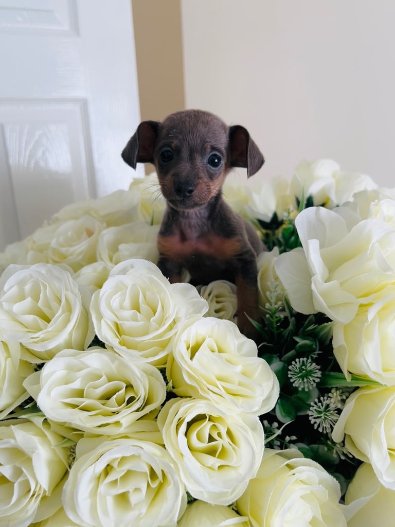 Miniture dachound 