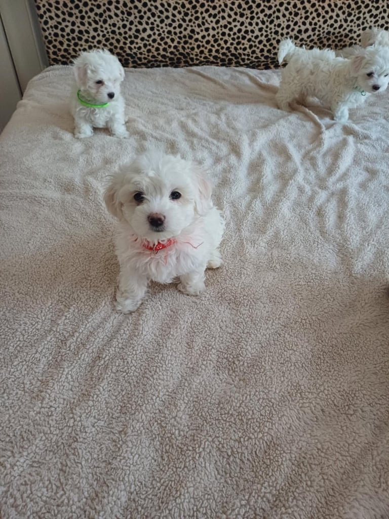 Gumtree dogs for sale hotsell