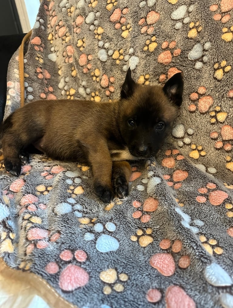 🚨 Exceptional Belgian Malinois Puppies! 🚨