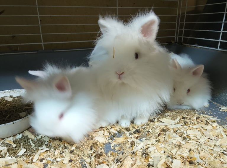 Lionhead and Mixbreed Rabbits
