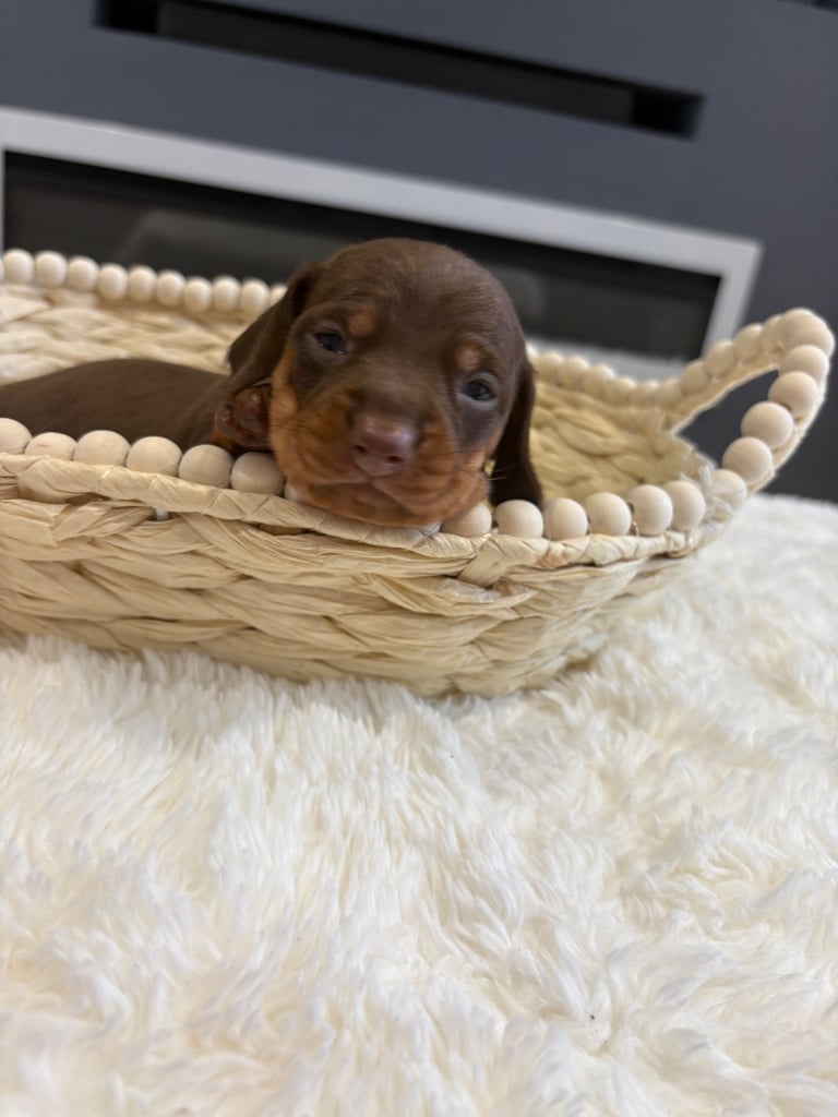 ONLY TWO LEFT ❤️❤️…….Beautiful litter of dachshund puppies 