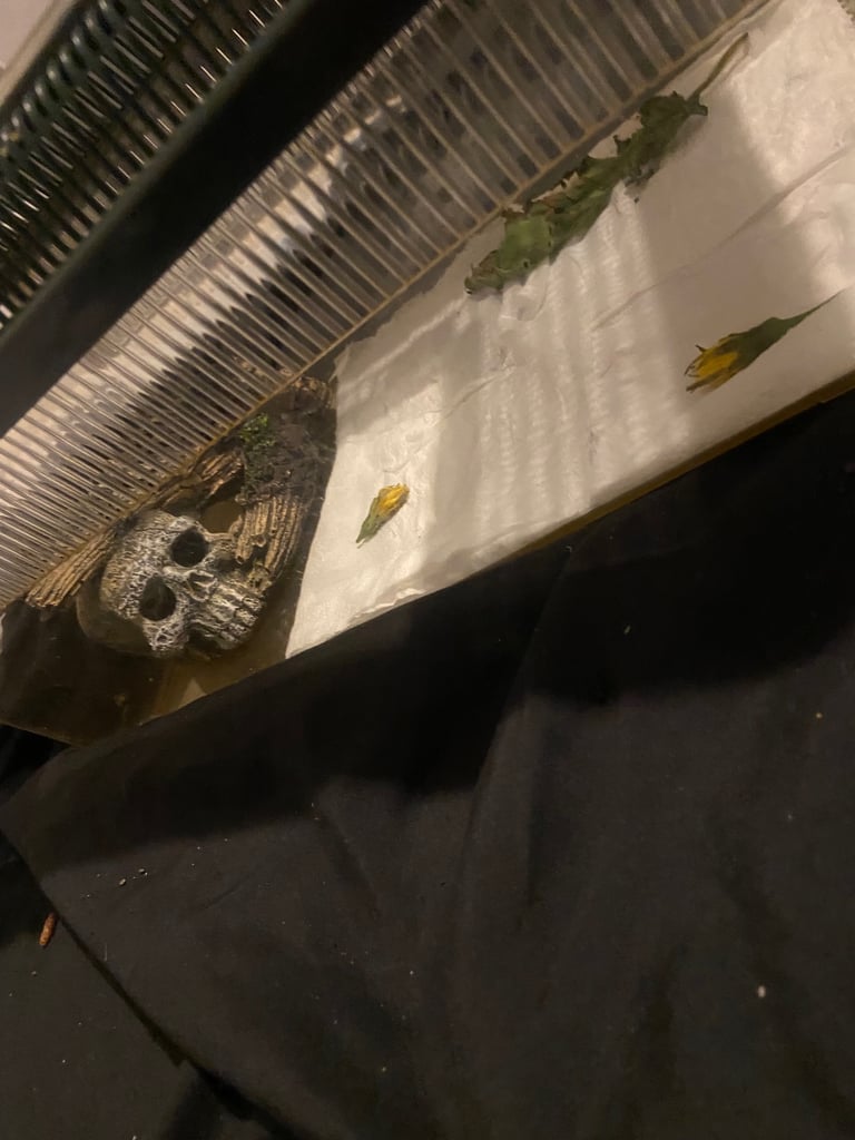 pet cage 