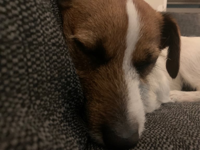 2 year old Jack Russell