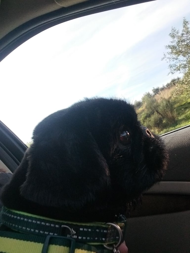 Pekingese for sale