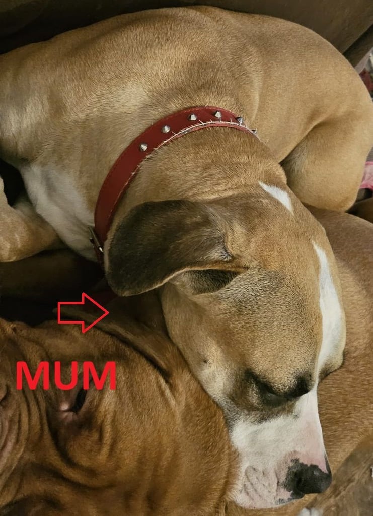 Confident & Well-Socialised Presa x Staffy Pups ready to leave 4/10/2025