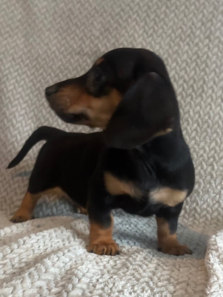 Genuine miniature dachshunds 