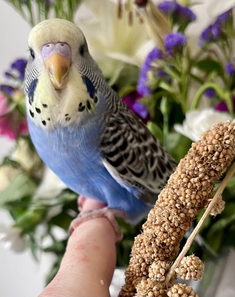 image for Baby Budgies