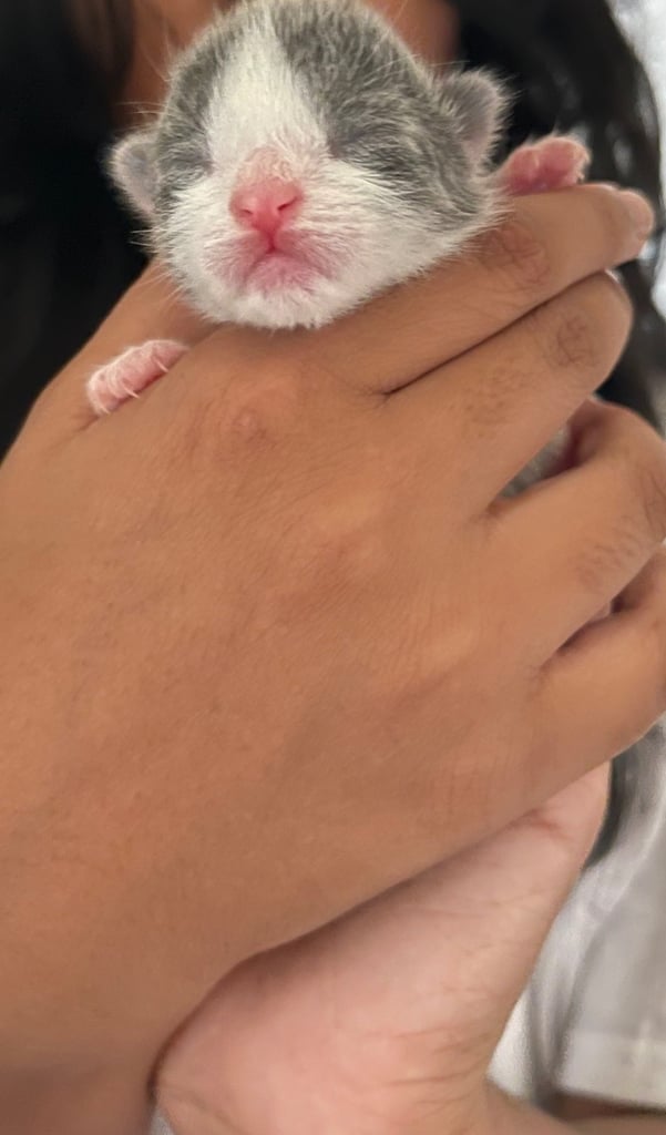 Kittens looking for a home