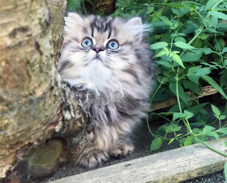 image for Beautiful pedigree persian kitten