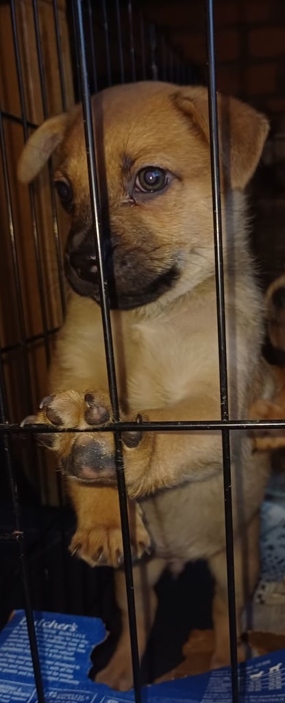 Pug x German shepherd puppy