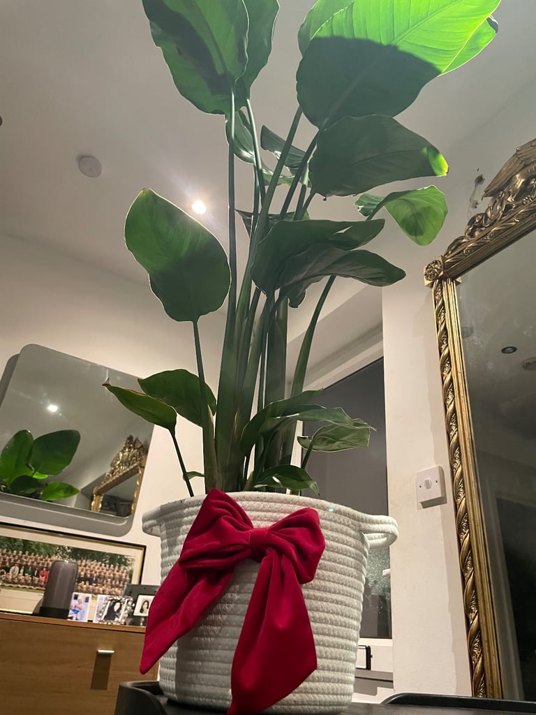 Extra large Strelitzia Nicolai plant (real)
