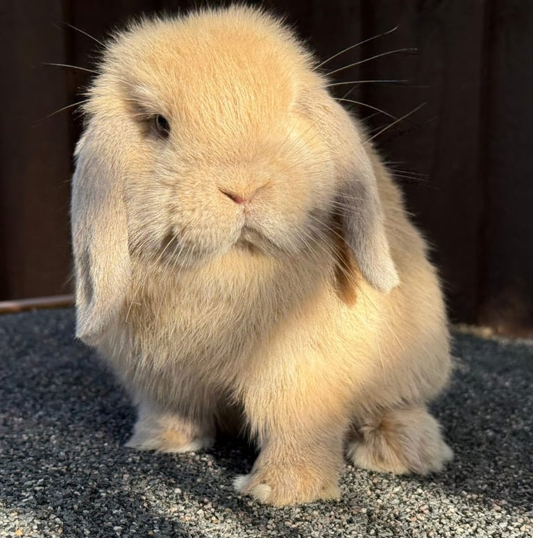 Lilac torte mini lop doe 