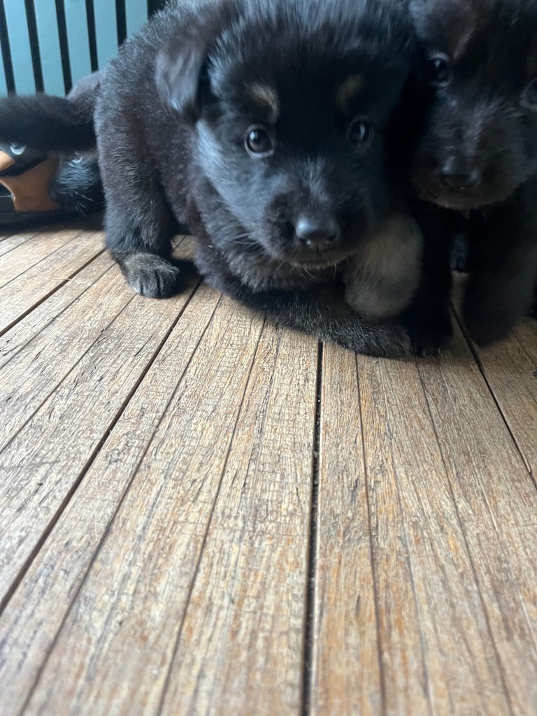 GERMAN SHEPHARD PUPPIES READY TO GO IN 3 WEEKS