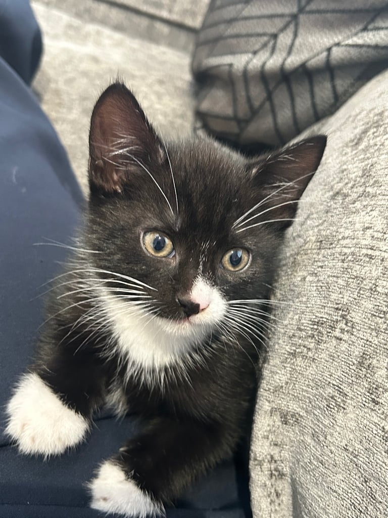 Kitten 