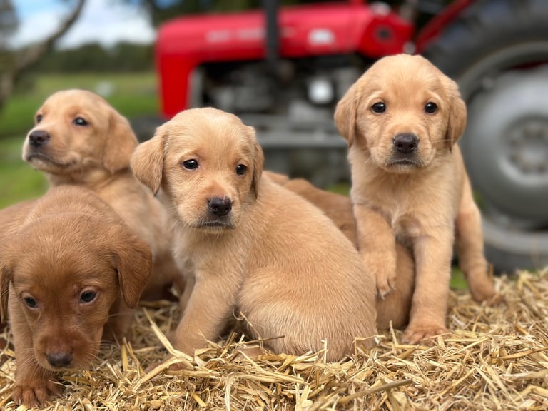 Labrador Retriever Puppies