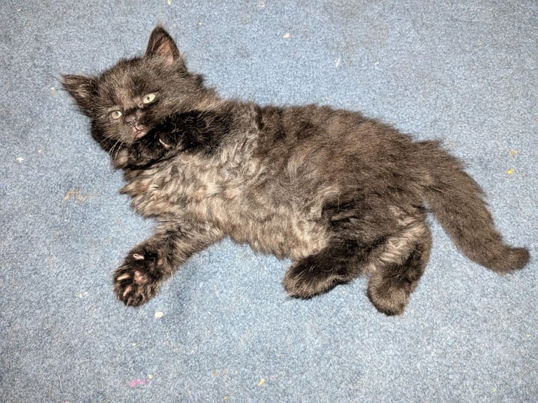 Maine Coon Cross Kittens 