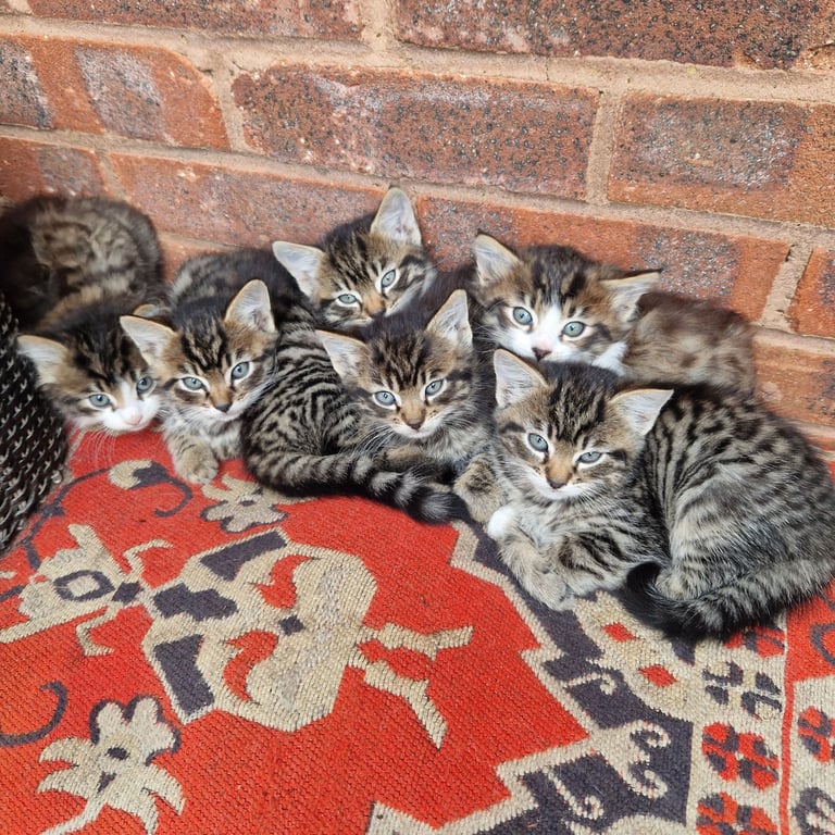 Lovely kittens- Maine Coon father 