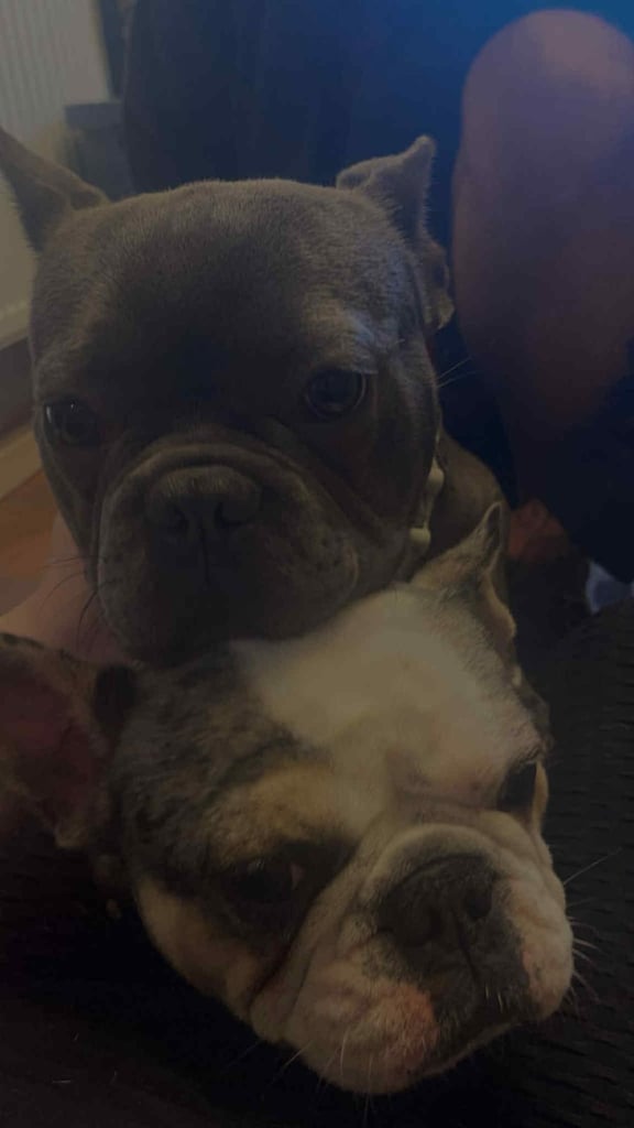 image for Kc reg French bulldogs 