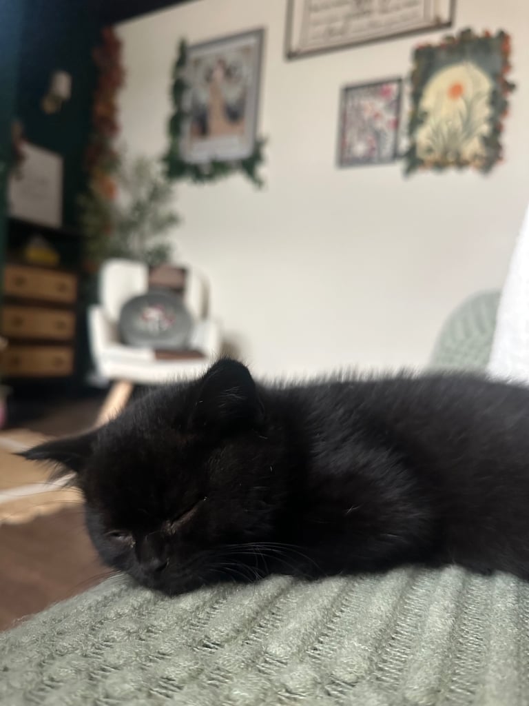 Black British Shorthair - Kitten