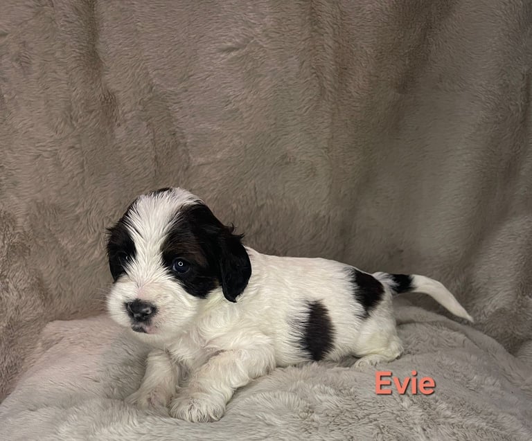 Adorable  F2 Cockapoo puppies