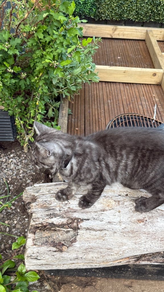 6 month old kitten 