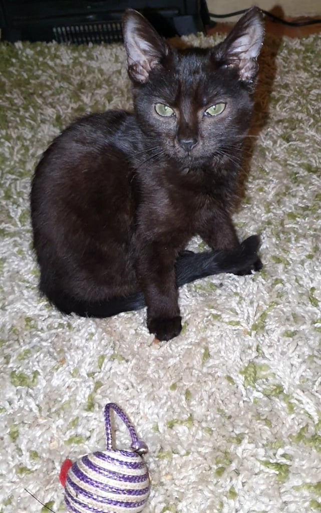 Dark Brown Tabby/Bombay Male Kittens for sale 