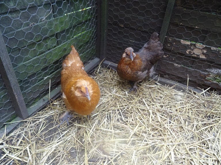 image for point of lay pullets