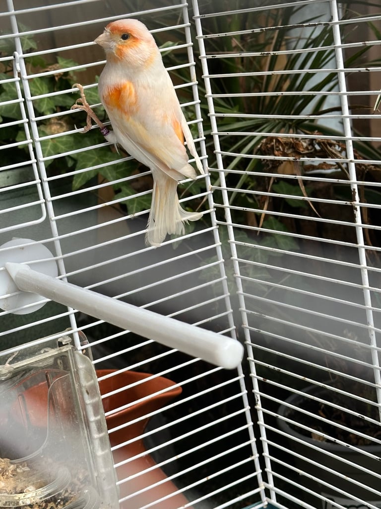A Male Mosaic Canary 