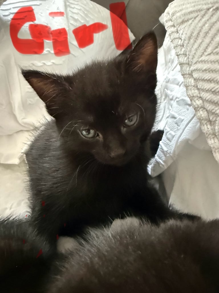 3 lovely kittens 