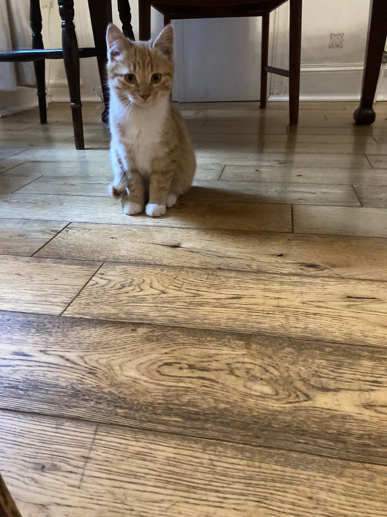 Kittens for Sale
