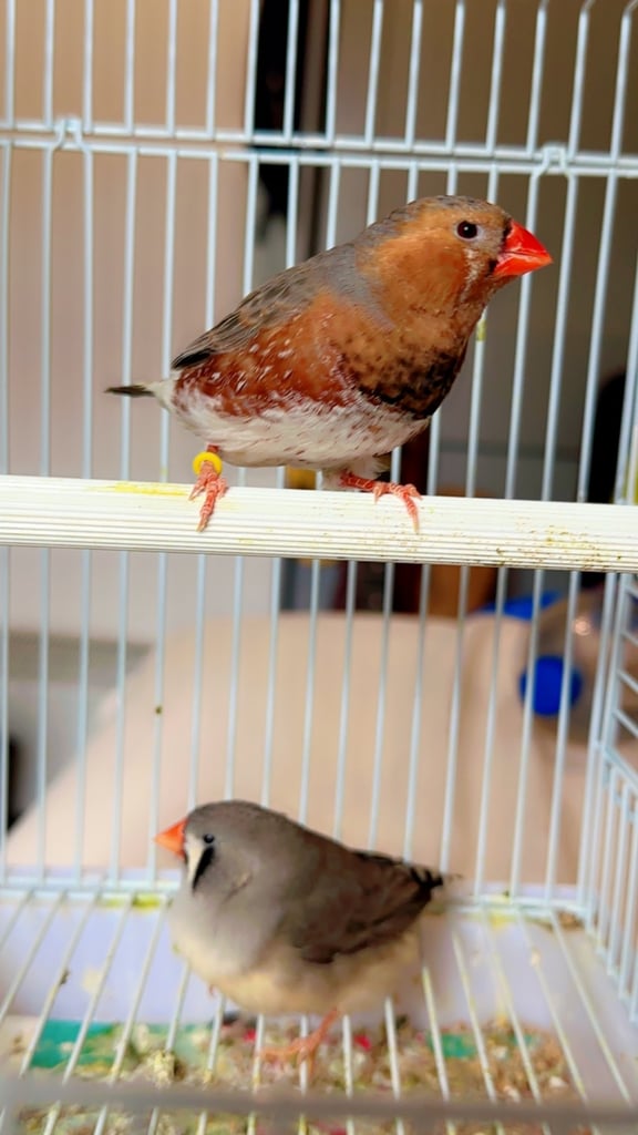 4 PAIRS OF GOOD SIZED ZFS RUNG ZEBRA FINCHES