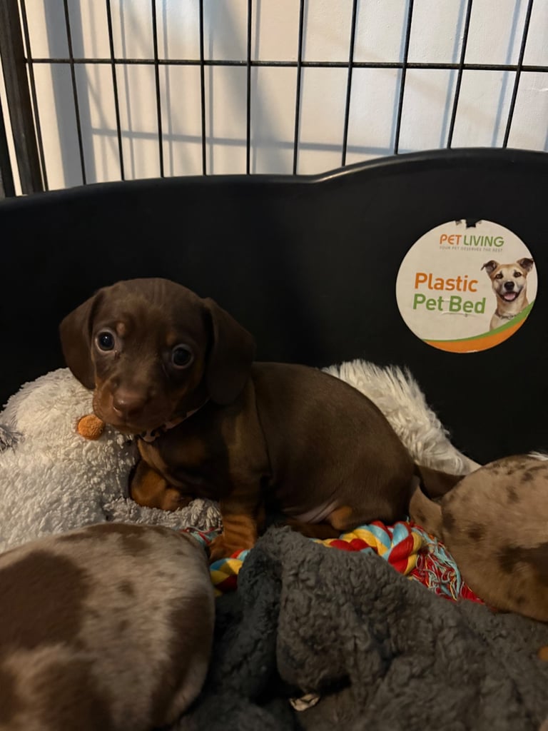 ONLY TWO LEFT ❤️❤️…….Beautiful litter of dachshund puppies 