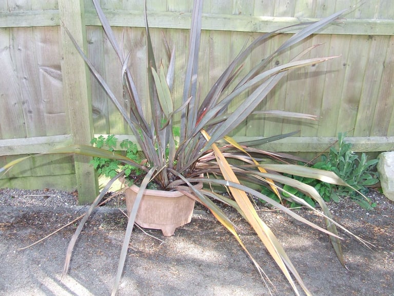 TREES/shrubs/plants in pots from £5 .