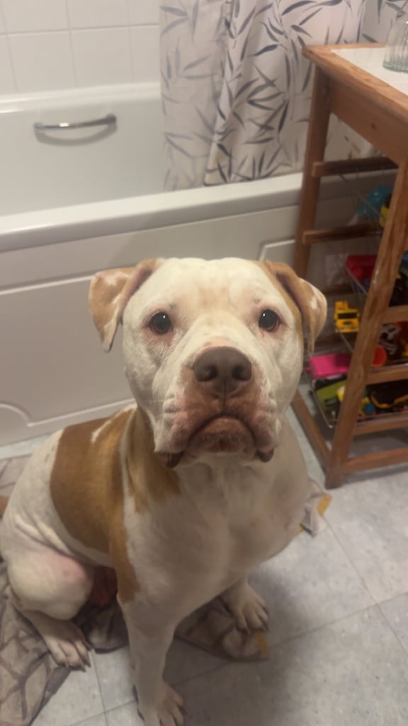 Beautiful American bulldogs 