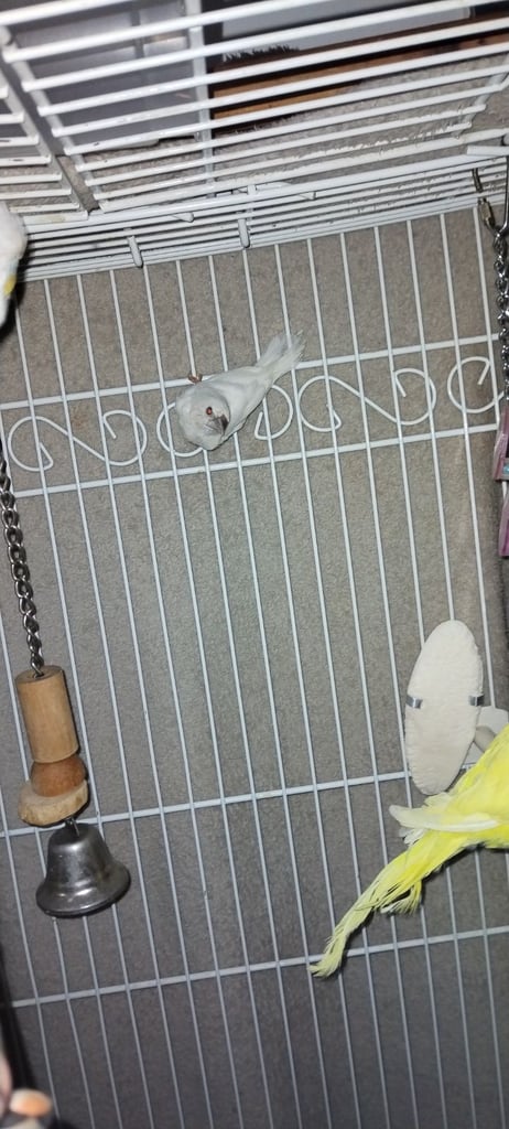 Budgies cage and finch