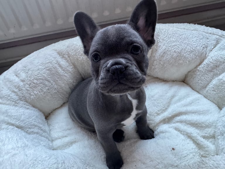 French bulldog puppy