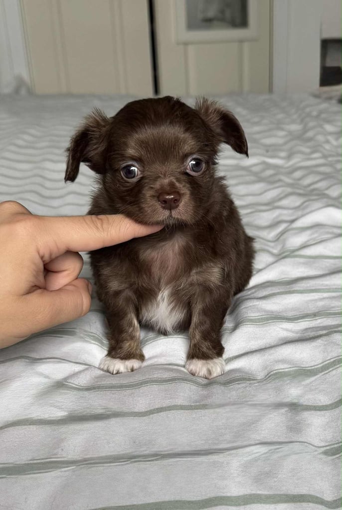 READY TO LEAVE SOON Blue Eye Merle, Tiny Longhair chihuahua 