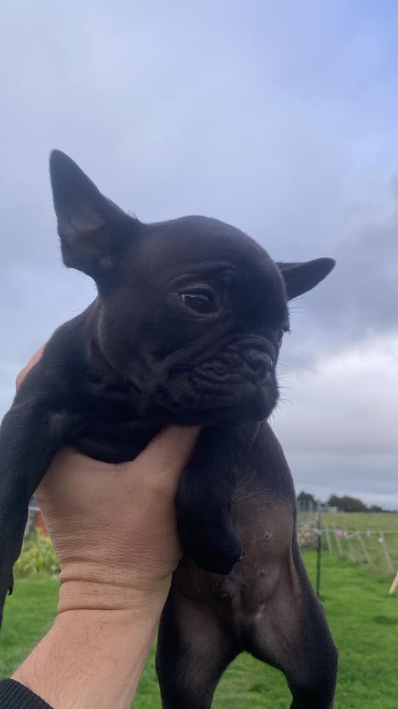 2 black french buldogs