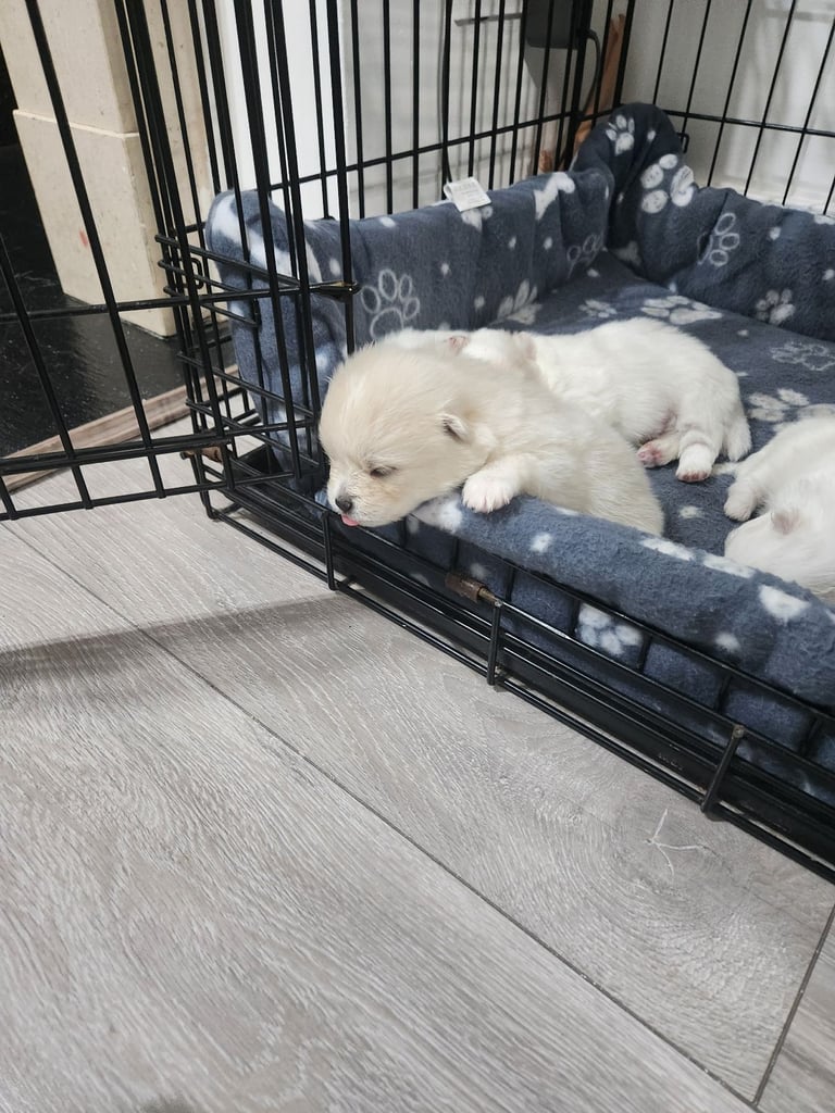 Pomeranian puppys 