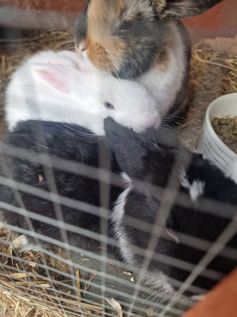 baby rabbits for sale x 5