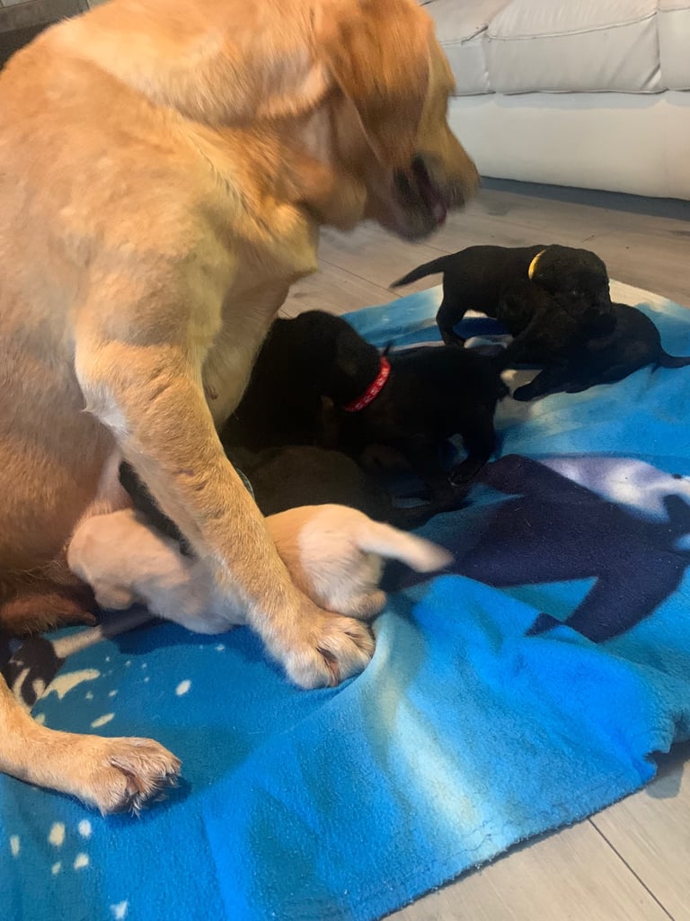 Labrador puppies 