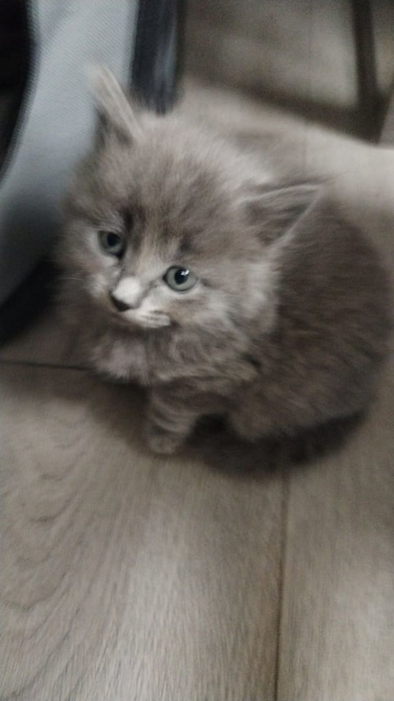Kittens for sale 