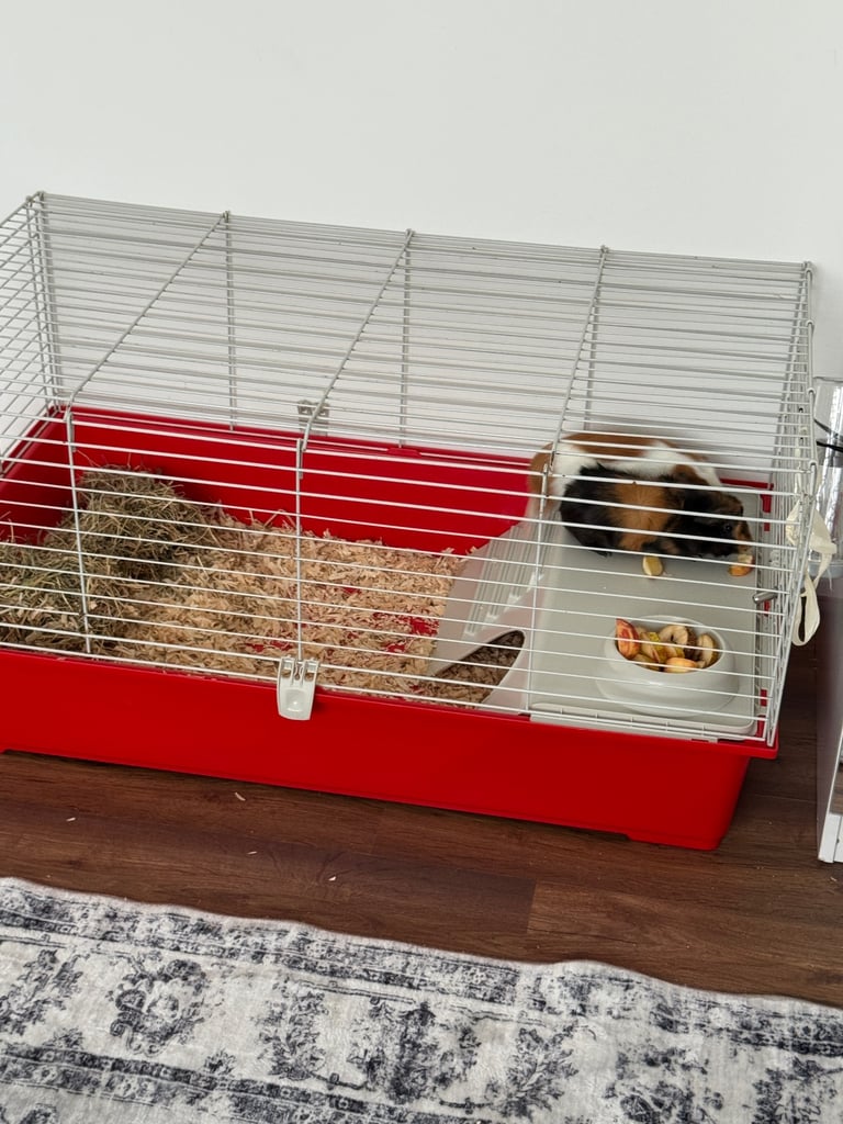 2 Guineea pigs , 12 weeks old
