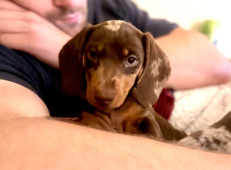 Ready to go! 1 boy left Miniature dachshunds puppies 